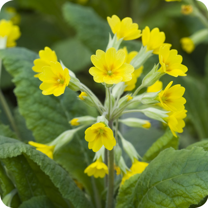 Cowslip